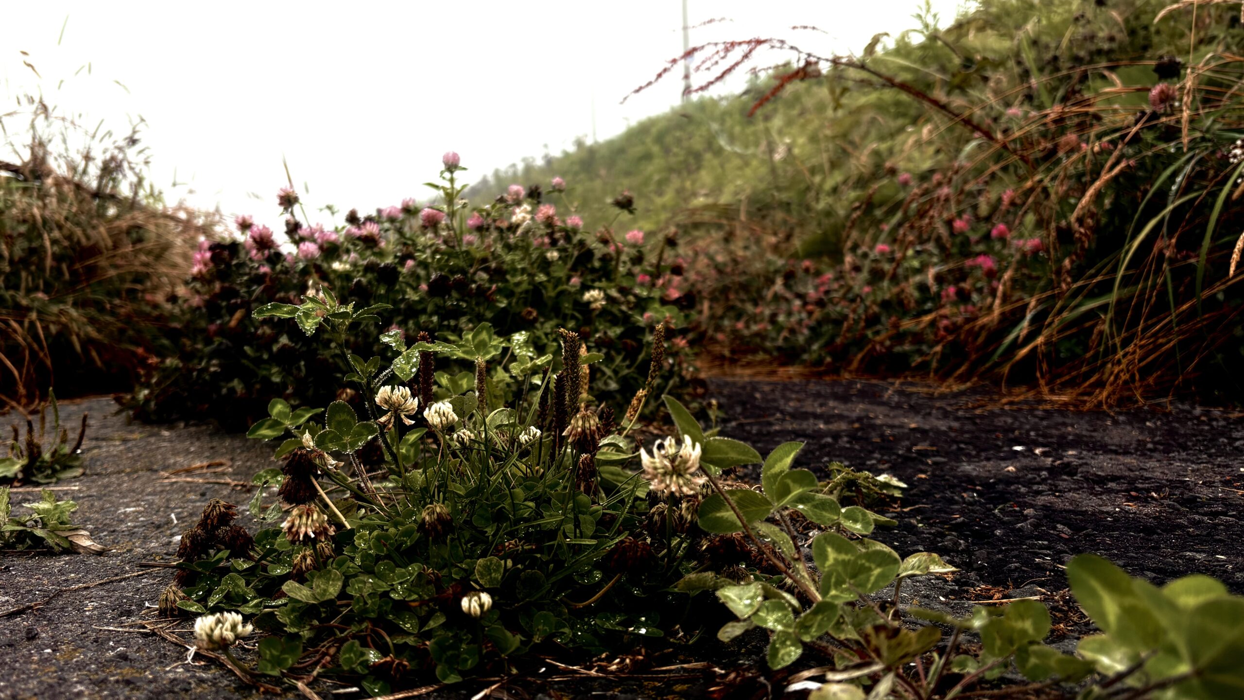 《八月无雪：记北海道终行》